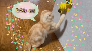 【猫おもちゃ】クルクル風車にて大喜びで遊ぶ子猫✨