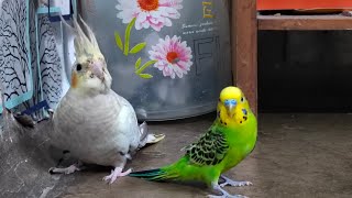 Funny Love Birds| #vlog #funny #comedy #cockatoos #parrot #reels #love #status #nature #viral #yt