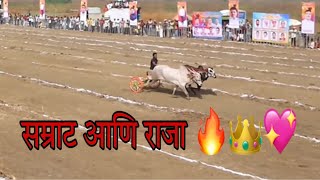 सम्राट आणि राजा गट पास खासदार केसरी २०२५ मुंबई 🔥👑💖 #bailgadasharyat #trending #virlvideo #bull #