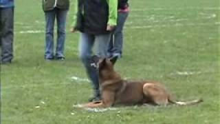 Rous (Belgian Malinois) - French Ring 1 routine