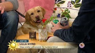 Så klarar Lilla Nymo nyårssmällarna - Nyhetsmorgon (TV4)