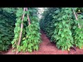 beans cultivation 8220490096 @mrdjjack96 dj hi tech nursery rayakottai