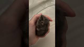 Hamster shows affection to owner; owner touches hamster / 飼い主に甘えるハムスターとハムスターに触る飼い主 / 倉鼠向主人撒嬌，主人摸摸倉鼠