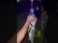 ikan kurau 2.7kg mancing kat Marina bay port Dickson atau orang panggil pdwm