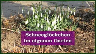 Schneeglöckchen im Garten