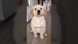 Treated As Baby🤗👶 | Check Description| Brain Training Course For Your DOG🐶😘 #shorts #viral #trending