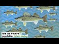 lake trout of prince albert national park