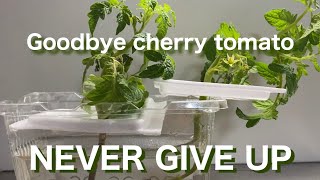 【ベランダ菜園】プチトマト栽培のつづき。 【Balcony Garden】Cherry tomato cultivation continued from the last time.