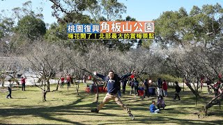 桃園復興角板山公園梅花開了！北部最大的賞梅景點，順走新溪口吊橋看盡山川美景