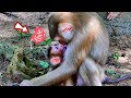 Heartwarming Moment Monkey Cares for Her Baby