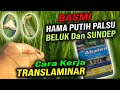 Penyemprotan Padi Kedua📌PENGENDALIAN HAMA PUTIH PALSU Pada Tanaman Padi