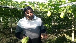 CHOW CHOW OR SQUASH CULTIVATION.স্কোৱাছ খেতি