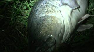 HUGE MURRAY COD SESSION OFF THE SURFACE
