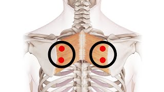 Exploring the Rhomboids: Understanding Trigger Point Locations for Better Muscle Health