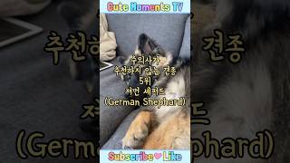 #54 키우기 힘든 견종 Top5, 5위 저먼 셰퍼드🐶#germanshepherd #shorts