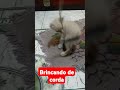 gatinho brincando com a corda