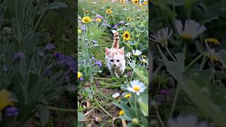 Little Kitty Exploring the Flowers AI