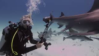 Hammerhead Heaven Bahamas, Come Start Your Adventure