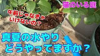 【猫のいる庭】　真夏のバラの水やり　どうやってますか？　午前中じゃないといけないの？