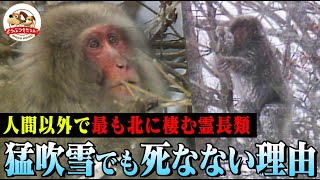 【最も北に暮らすサル】下北半島のニホンザルは氷点下でも大丈夫!？木の皮を食べ、猛吹雪の時は丸くなる【どうぶつ奇想天外／WAKUWAKU】