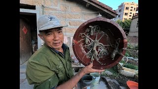 泰叔赶海边抓边算钱，抓到值钱货舍不得吃，晚上买龙骨回来庆祝