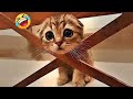 You Laugh You Lose😻🐶Funniest Dogs and Cats 2024😹🐕