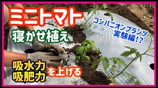 【ミニトマト】定植※寝かせ植えとコンパニオンプランツの○○○混植！　Mini tomato planting