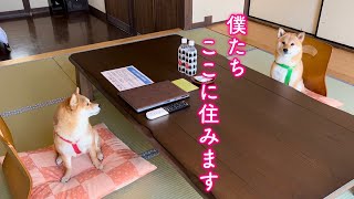 御宿の素晴らしさに上機嫌で喋り出す柴犬が可愛すぎた！