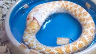 15 Animals Who Did Things And Surprised Everyone