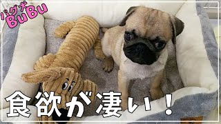 お迎え3日のパグ！食欲がスゴい！！【パグ犬BuBu】