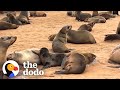 Little Seal’s Family Waits Nearby While Someone Saves His Life | The Dodo