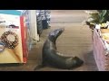 Watch This Friendly Baby Sea Lion Wander Into A California Gift Shop