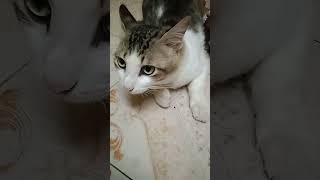 மோபி கோவமா இருக்கான்🤣🤣#tamil #video #catfunny #vlog #mobi #yt #funnycatvideos #happy #hoomans #mom