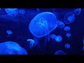 Chrono Cross - Jellyfish Sea (1h30m extended)