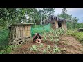 Mother and daughter renovated a small garden and planted pineapple and sweet potato plants#Singlemom