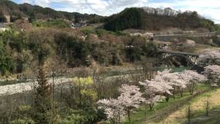 長野県上伊那郡中川村　坂戸橋の桜