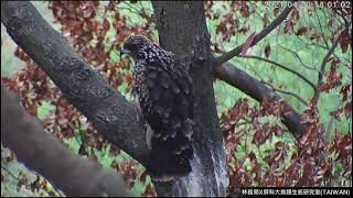 屏東黑鳶巢 - 布蕾大特寫 Close-up of Brulee - Pingtung Black Kite nest 20210420