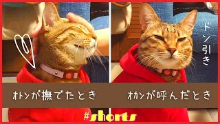 【#shorts 】飼い主によって態度を変える猫w