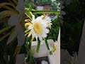 morning with dragon fruit flower 🌼🌼