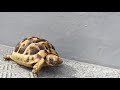 【tortoise diary】ギリシャリクガメpart.14【リクガメの日記】