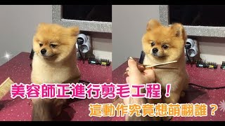 【Cute萌寵】寵物美容師正進行「剪毛工程」！原本以為舒服的要睡著了，沒想到「豎耳」又「擺頭」的，根本犯規！