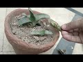 gasteria armstrongii saving baby during heavy rain cactus soil mix grow green 445