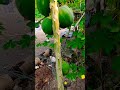 papaya #fruitcutting #relaxing #harvesting #papaya