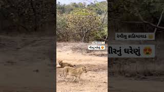 કાઠીયાવાડ ની શાન