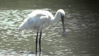 野鳥撮影・ ヘラサギ　Eurasian Spoonbill