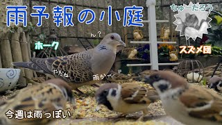 今日の小庭総集編(鳩数１羽)240219