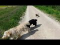 bolonka zwetna vs australian labradoodles