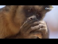 life highly intelligent monkey