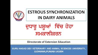 ਦੁਧਾਰੂ ਪਸ਼ੂਆਂ ਵਿੱਚ ਹੇਹਾ ਸਮਕਾਲੀਕਰਨ/ Estrous synchronization in Dairy animals