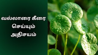 என்னது!!வல்லாரைக்கீரை இதைக்கூட செய்யுமா?vallarai keerai benefits Health Tips | வைத்தியன்|@Vaithiyan